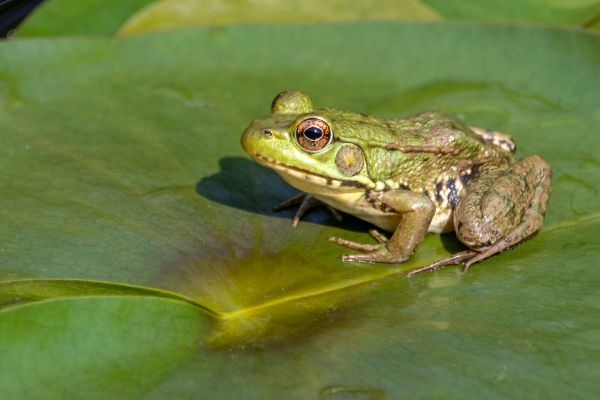 Frog Pest Control - Frog Pest Control Collin County, Texas