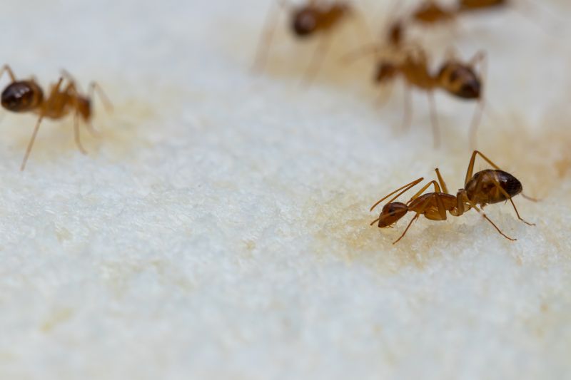 Ant Control Service in Frisco, TX