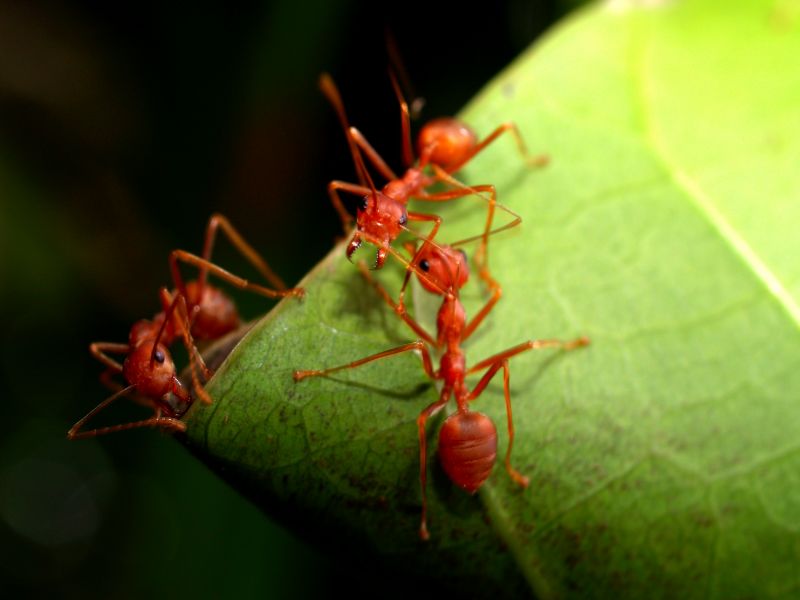 Ants Extermination Service in Frisco, TX