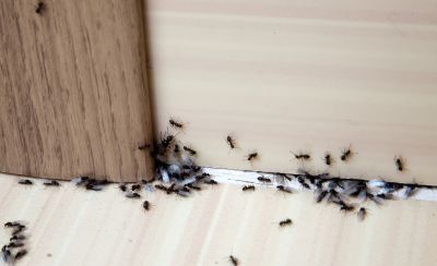 Ants Extermination Service in Fort Worth, TX