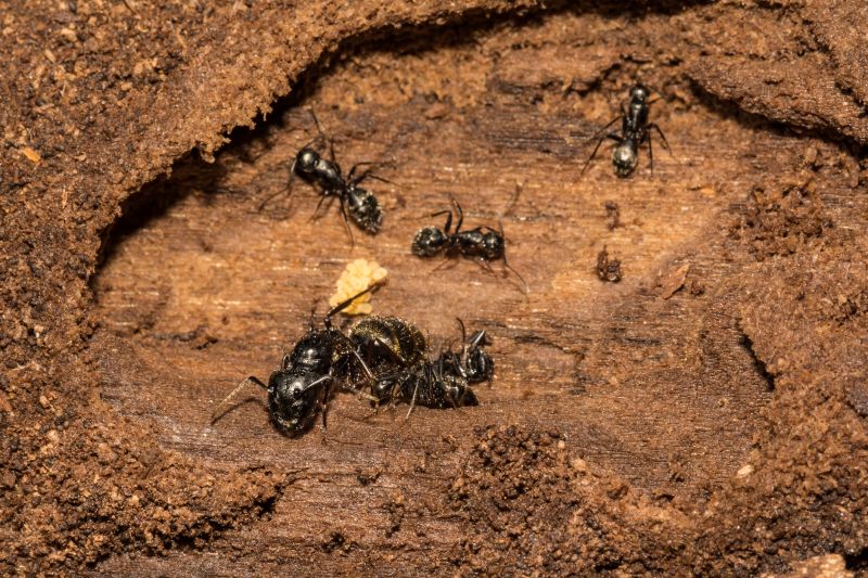 Black Ant Extermination in Denton, TX