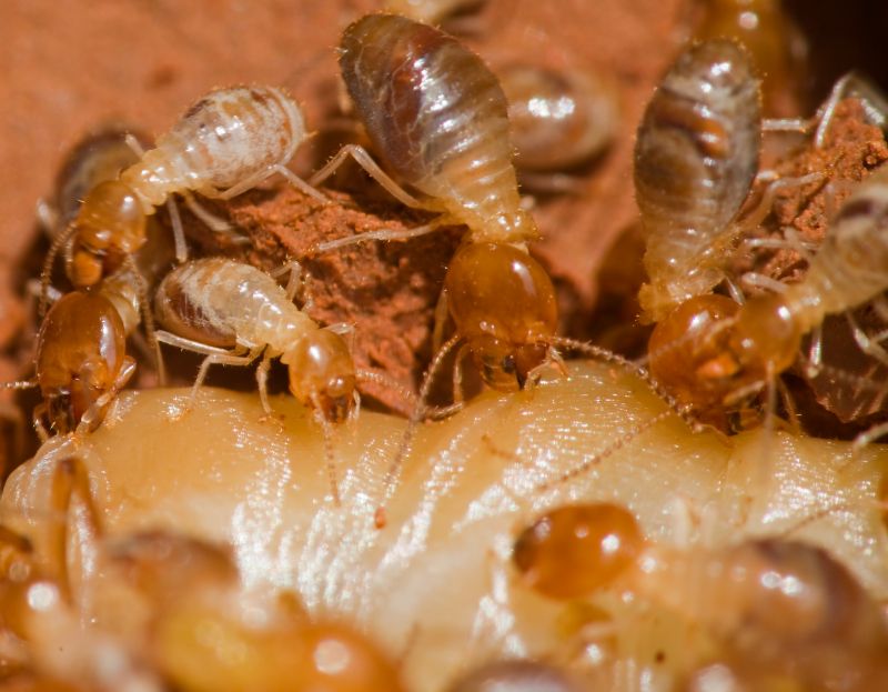 Commercial Termite Treatment in Frisco, TX