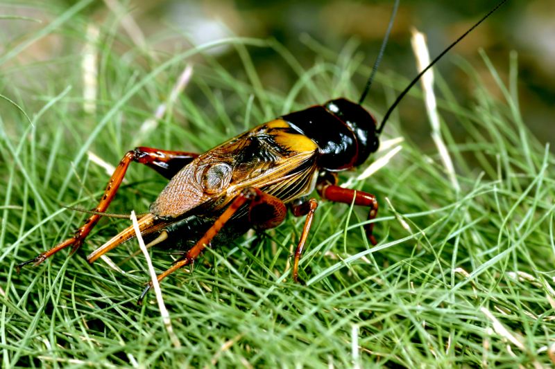 Cricket Control Service in Katy, TX