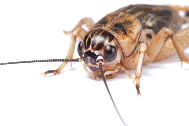 Cricket Control Service in Denton, TX