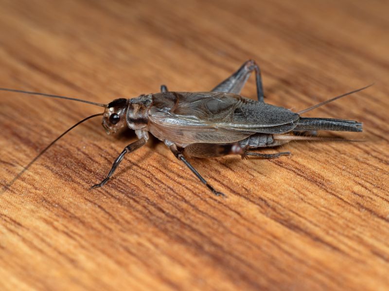 Cricket Prevention in New Braunfels, TX