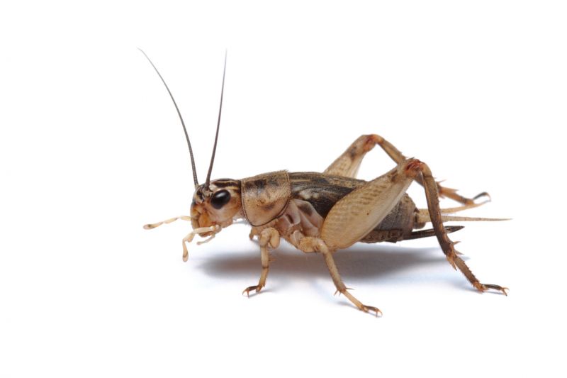 Cricket Prevention in New Braunfels, TX