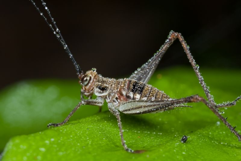 Cricket Prevention in Mckinney, TX