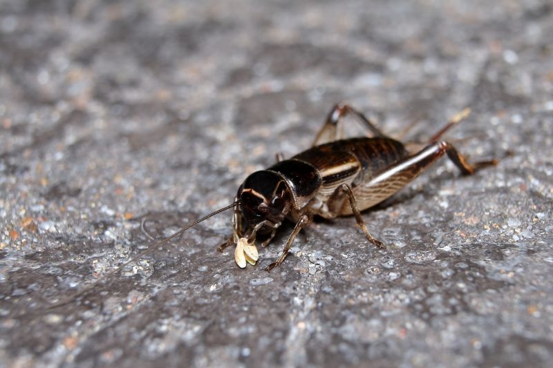 Cricket Removal Service in Fort Worth, TX