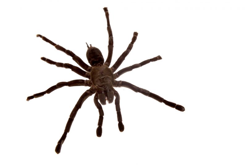 Cross Spider Extermination in Mckinney, TX