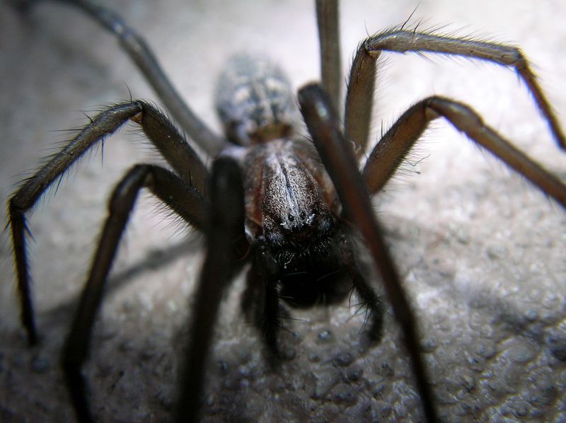 Cross Spider Extermination in Rockwall, TX