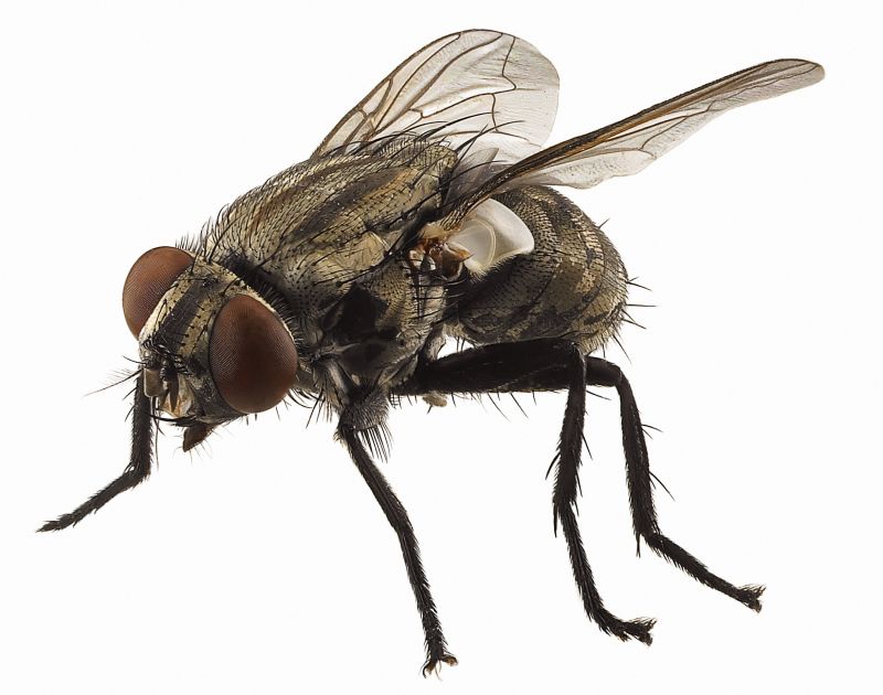 Fly Control Service in Rockwall, TX