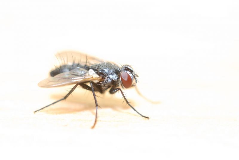 Fly Extermination in Mckinney, TX