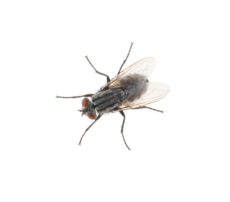 Fly Extermination in Frisco, TX