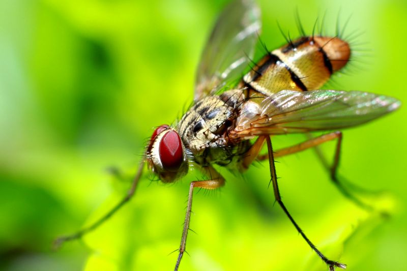 Fly Infestation Extermination in Mckinney, TX