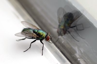 Fly Infestation Extermination in Rockwall, TX