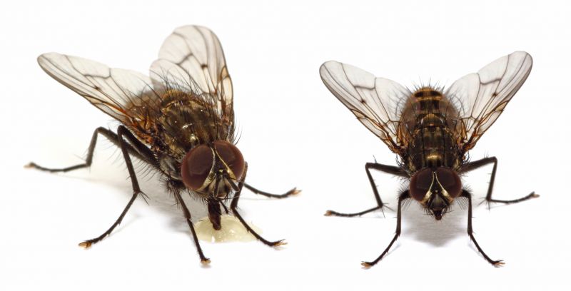 Fly Infestation Extermination in Frisco, TX