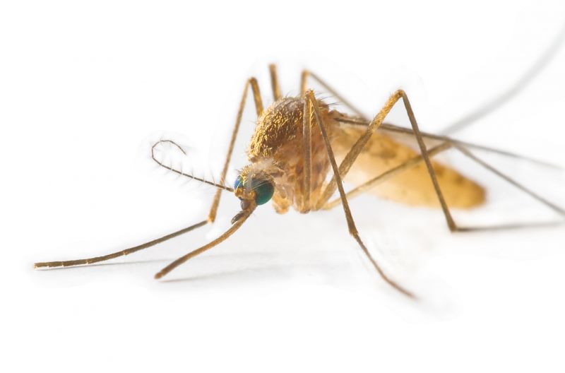 Fly Pest Control in New Braunfels, TX