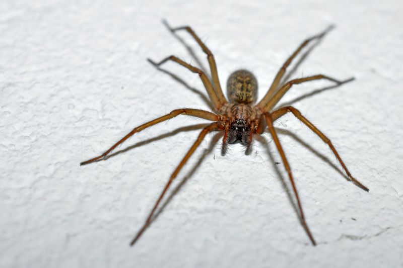 Hobo Spider Extermination in Rockwall, TX