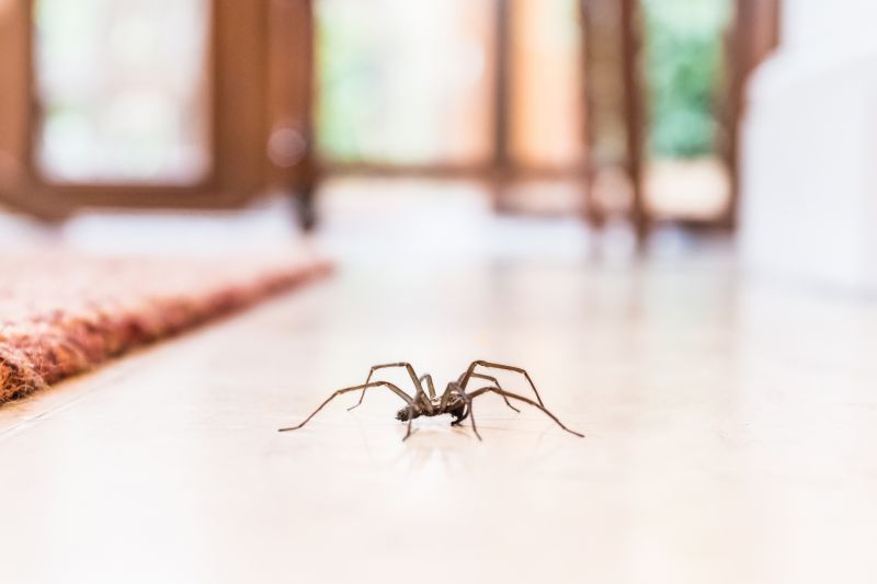 Hobo Spider Extermination in Mckinney, TX