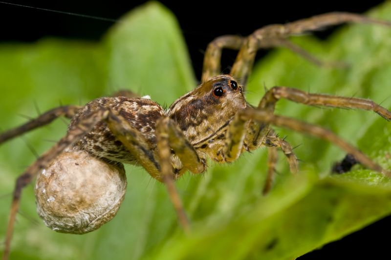 Huntsman Spider Extermination in Denton, TX