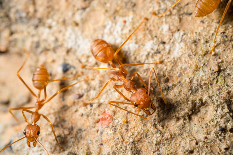 Red Ant Extermination in Arlington, TX