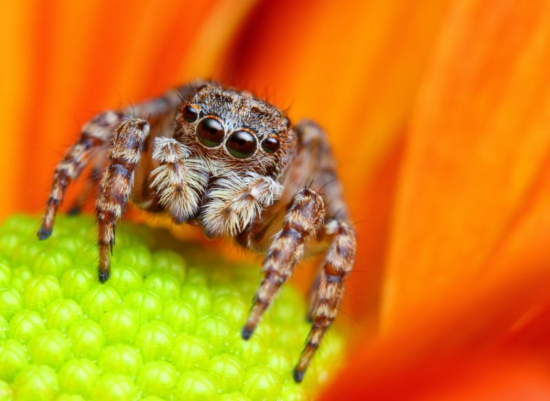Spider Extermination Service in Rockwall, TX