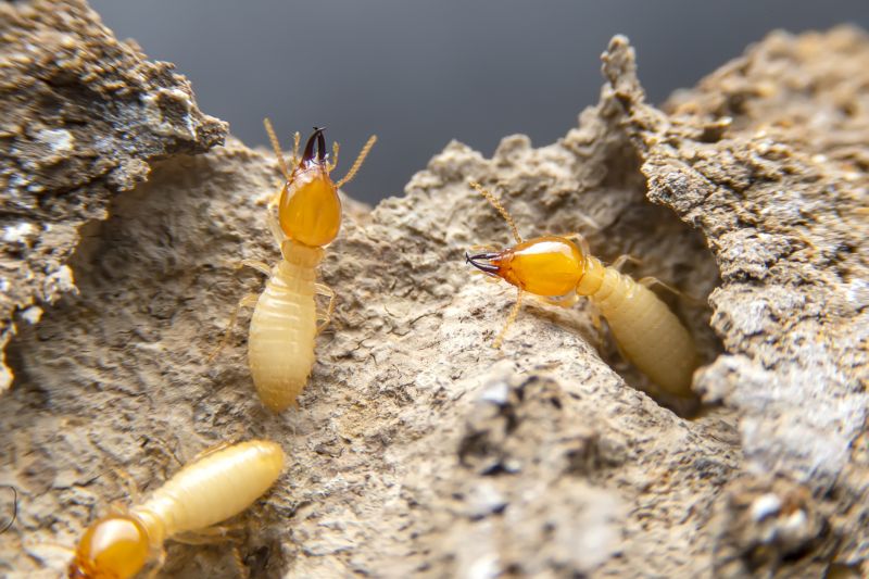 Termite Inspection Service in Katy, TX