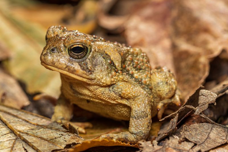 Toad Removal For Pet Safety: Reducing Toxic Exposure Risks