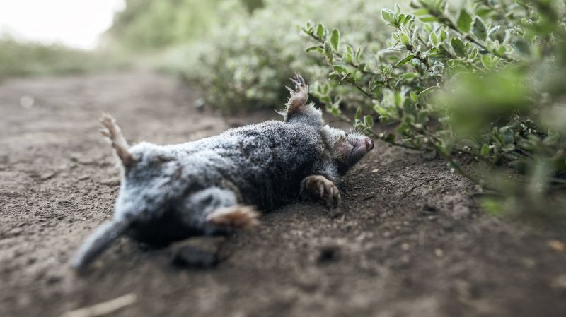 Toad Removal For Pet Safety: Reducing Toxic Exposure Risks