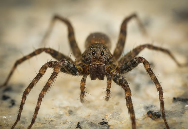 Wolf Spider Removal in Fort Worth, TX