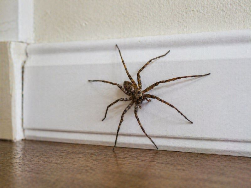 Wolf Spider Removal in Denton, TX